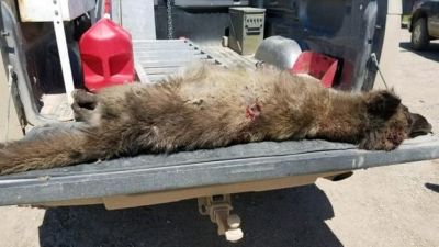 Zooloqlar çaşqınlıq içində: müəmmalı yırtıcı - FOTOLAR Zooloqlar çaşqınlıq içində: müəmmalı yırtıcı - FOTOLAR