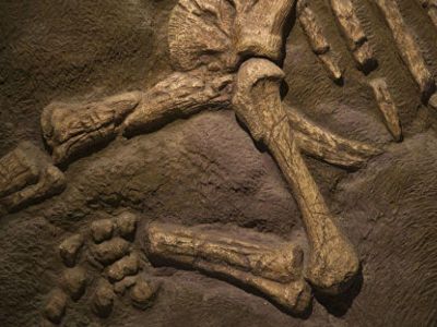 Elmə məlum olmayan dinozavrın qalıqları tapıldı Elmə məlum olmayan dinozavrın qalıqları tapıldı
