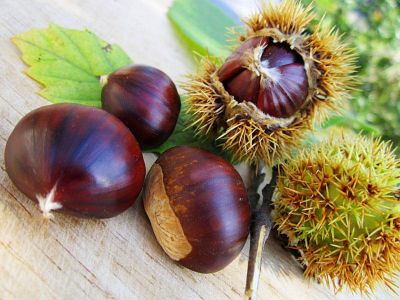Şabalıdın bilmədiyimiz faydaları Şabalıdın bilmədiyimiz faydaları