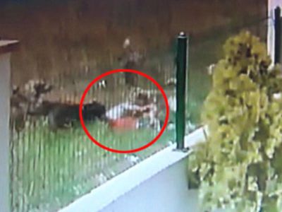 Azərbaycanda sahibsiz itləri qəddarcasına güllələdilər +18 - VİDEO Azərbaycanda sahibsiz itləri qəddarcasına güllələdilər +18 - VİDEO