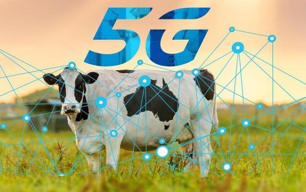 “5G” şəbəkəsi inəklər üzərində sınaqdan keçirilir “5G” şəbəkəsi inəklər üzərində sınaqdan keçirilir