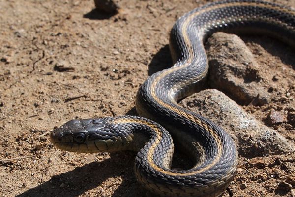 Zoologiya İnstitutu: "Azərbaycanda ilanların hücumlarının sayı artıb" Zoologiya İnstitutu: "Azərbaycanda ilanların hücumlarının sayı artıb"