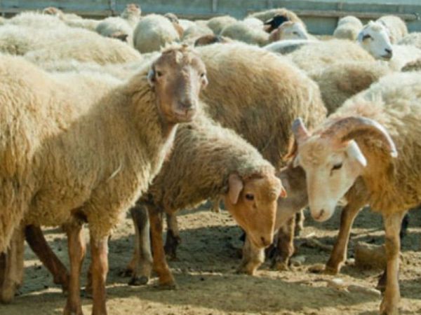 Qurban bayramının fəlsəfəsi Qurban bayramının fəlsəfəsi