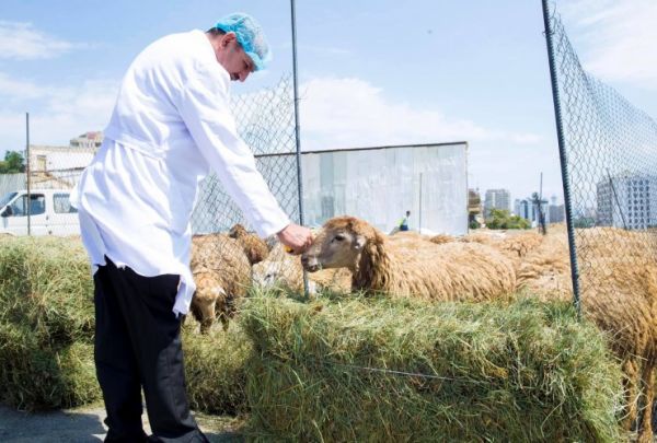 Qurbanlıq diri heyvan kəsimi və satışı aparılan yerlərdə dezinfeksiya işlərinə başlanılıb Qurbanlıq diri heyvan kəsimi və satışı aparılan yerlərdə dezinfeksiya işlərinə başlanılıb