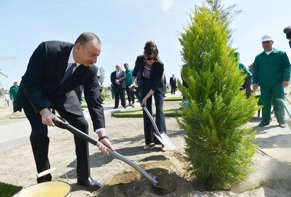 Ильхам Алиев и первая леди Мехрибан Алиева приняли участие в акции по посадке деревьев в Шамахинском районе