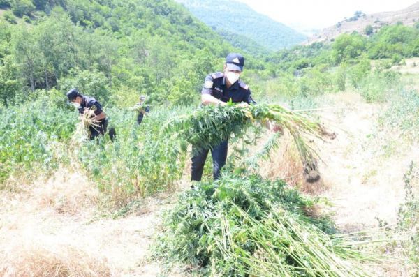 2 tondan çox narkotik vasitə məhv edilib 2 tondan çox narkotik vasitə məhv edilib