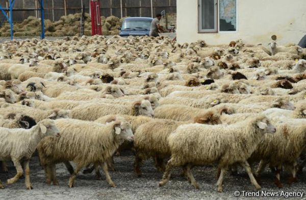 Qurban bayramı ilə əlaqədar onlayn satış yarmarkası keçiriləcək Qurban bayramı ilə əlaqədar onlayn satış yarmarkası keçiriləcək