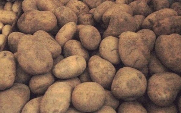 İrandan gətirilən kartoflarda xəstəlik tapıldı İrandan gətirilən kartoflarda xəstəlik tapıldı
