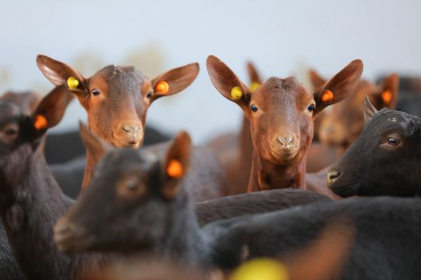“Murciana” keçilərinin satışına başlanılıb