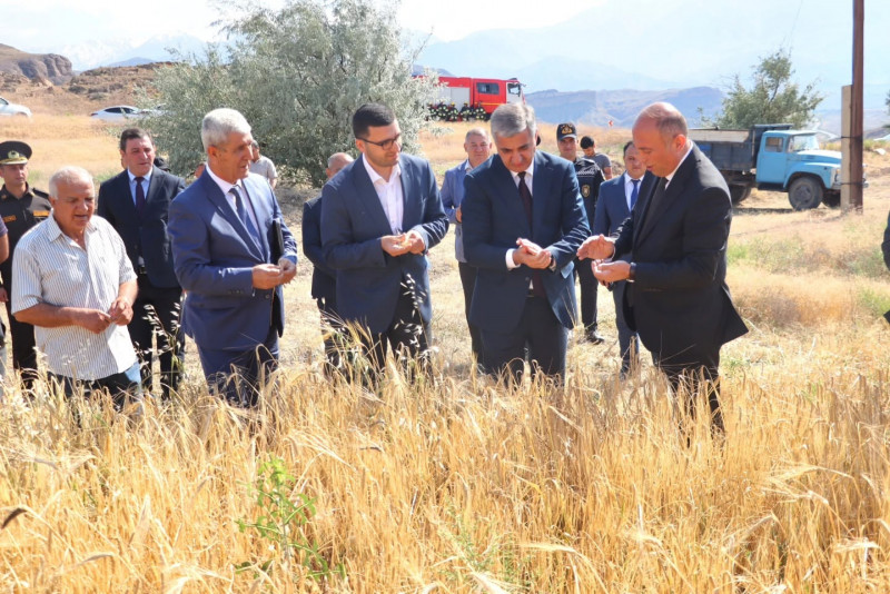 Ordubadda taxıl biçininə start verildi