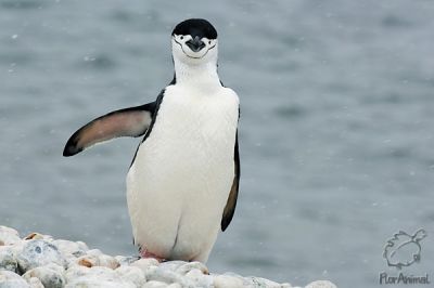 Голодный пингвин пробрался на кухню к перуанцам - VİDEO