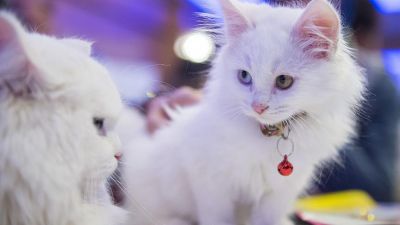 Кошачья выставка на этих выходных в Турции