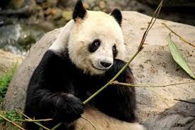 Панда умерла в возрасте 38 лет