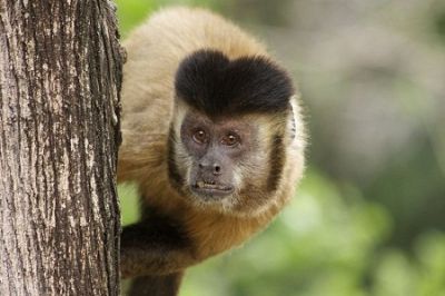 Планета обезьян - Ученые перепутали орудия обезьян и людей