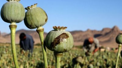 ООН: производство опиума в Афганистане может резко вырасти