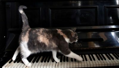 Первый музыкальный альбом для кошек увидел свет - VİDEO