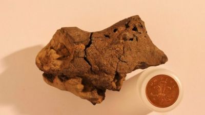 В руки к учёным впервые попал окаменелый мозг динозавра