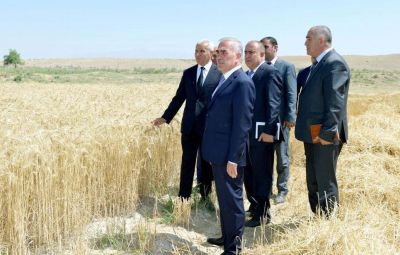 Vasif Talıbov taxıl biçdirdi - FOTOLAR Vasif Talıbov taxıl biçdirdi - FOTOLAR