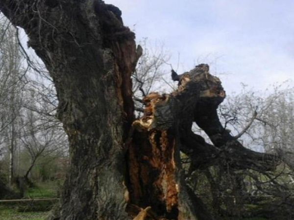 Güclü külək Tərtərdə yüz yaşlı çinar ağacını aşırdı