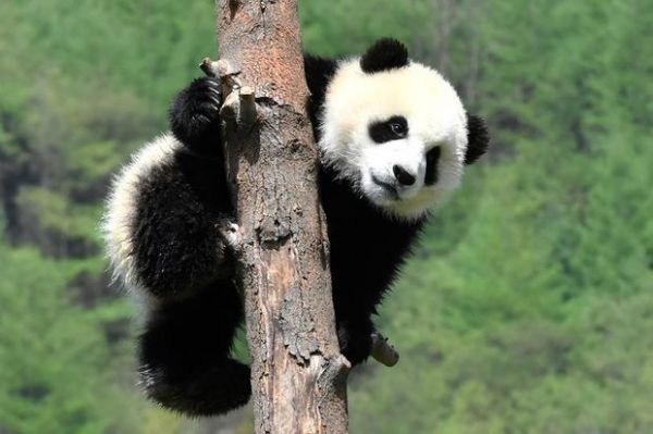 Alimlər yeni panda növü aşkarladı Alimlər yeni panda növü aşkarladı
