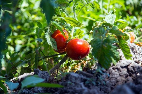 Xaçmaz pomidoru bol olacaq - Yaxın günlərdə Bakı bazarlarında