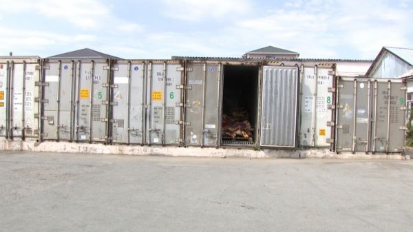 40 ton mənşəyi məlum olmayan, yararsız, ölü heyvan əti aşkarlanıb 40 ton mənşəyi məlum olmayan, yararsız, ölü heyvan əti aşkarlanıb