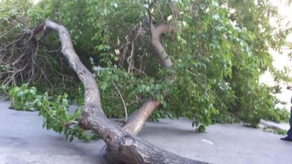 48 yaşlı kişi kəsdiyi ağacın altında qalıb öldü