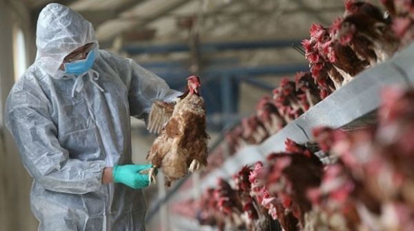 АПБА проведет мониторинги в связи с "птичьим гриппом"