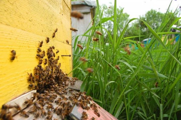 Azərbaycanda arı ailələrinin sayı 500 mini keçib