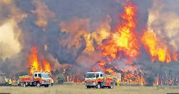 Australia to allocate $35 million to restore natural habitat after fires