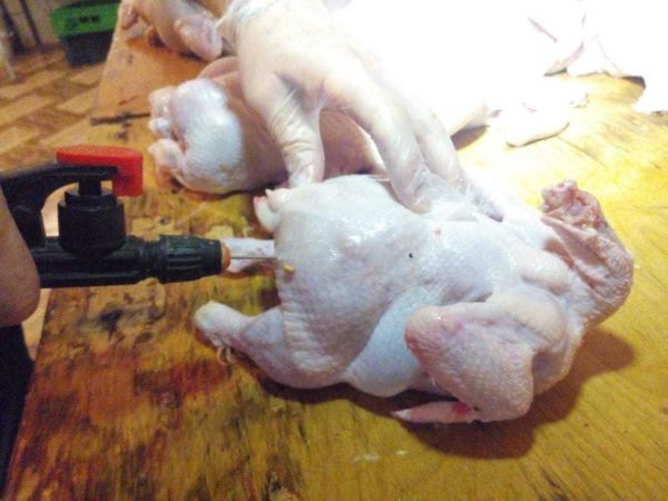 Siyəzəndə süni şəkildə toyuqların çəkisini artıran sex bağlandı Siyəzəndə süni şəkildə toyuqların çəkisini artıran sex bağlandı