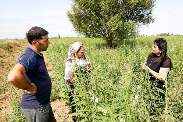 Azərbaycanda küncüt yığımına başlanılıb Azərbaycanda küncüt yığımına başlanılıb