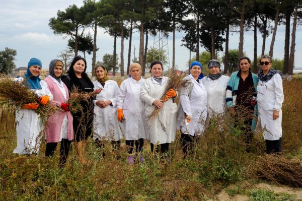 Abşeronda kinoa bitkisi toxumunun yığım prosesi davam edir - FOTOLAR Abşeronda kinoa bitkisi toxumunun yığım prosesi davam edir - FOTOLAR