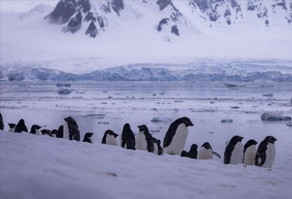 2100-cü ilə qədər pinqvin koloniyalarının 90 faizi yox ola bilər