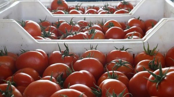 “Pomidor ixracı üçün yeni bazarlar axtarılır”