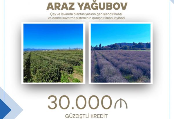 Çay və lavanda plantasiyasının genişləndirilməsinə - 30 min manat güzəştli kredit verilib Çay və lavanda plantasiyasının genişləndirilməsinə - 30 min manat güzəştli kredit verilib