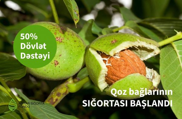 Qoz bağlarının sığortasına başlanılıb