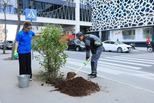 Paytaxtda zədələnən ağacların yerinə yeni ağaclar əkilir