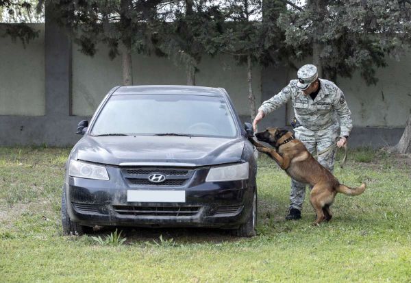 Dövlət Gömrük Komitəsinin Kinoloji Mərkəzində təlim kursları keçirilib