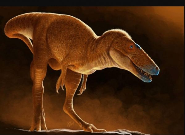Alimlər 80 milyon il əvvəl yaşamış dinozavrın yeni növünü kəşf edib