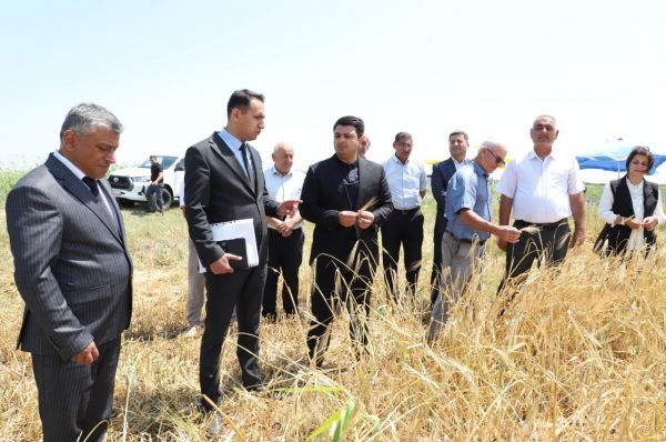Neftçalada arpa biçini davam edir - FOTOLAR
