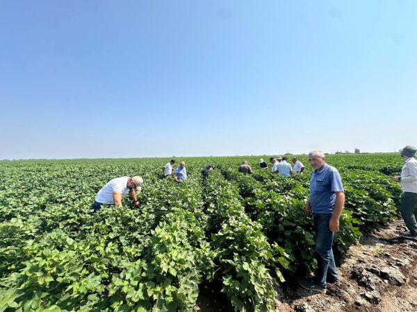 Prime Cotton Yevlax və Beyləqanda fermerlər üçün maarifləndirici tədbirlər keçirib - FOTOLAR