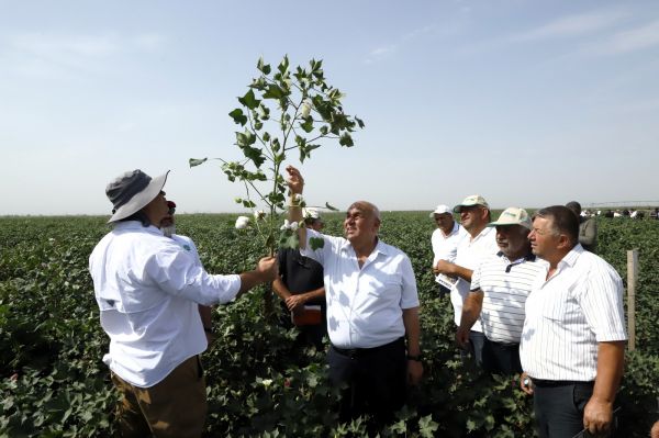 Prime Cotton pambıqçılar üçün ənənəvi “Açıq Tarla Günü”nü keçirdi
