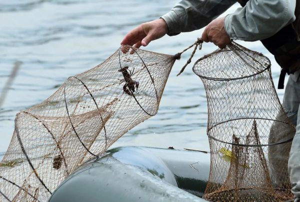 Qanunsuz balıq ovuna qarşı reydlər davam etdirilir