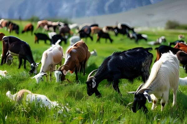 Epizootik vəziyyət nəzarətdə saxlanılır