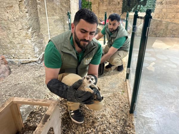 “Poniland”da saxlanılan vəhşi heyvanlar xilas edilib