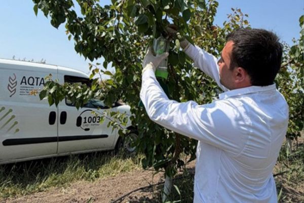 Meyvə bağlarında fitosanitar monitorinqlər davam etdirilir