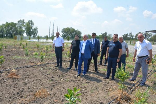 "FRUİT FOR AZ" MMC-nin meyvə bağına baxış olub