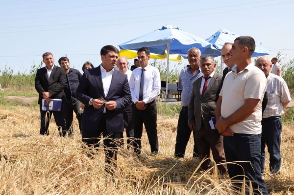 Neftçala rayonunda arpa biçini davam edir