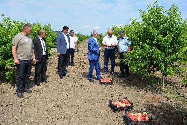 Rayon rəhbəri fermer Mirzə Cümşüdovun bağ təsərrüfatı ilə tanış olub